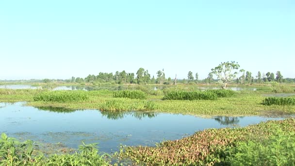 Pantano y roble vivo — Vídeo de stock