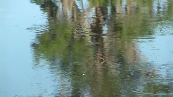 Anneaux sur l'eau et libellule 