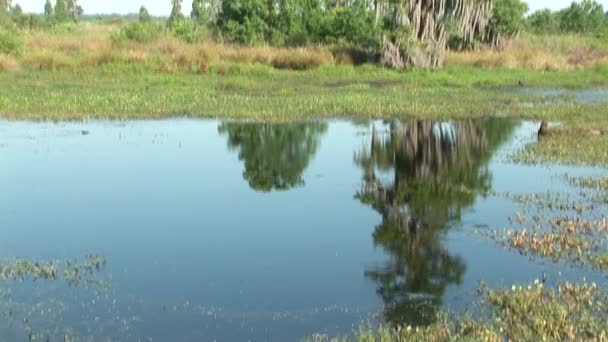 Vip op fra vådområder til en levende eg med spansk mos. Skudt i det centrale Florida . – Stock-video