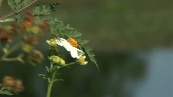 Marguerite dans la brise 