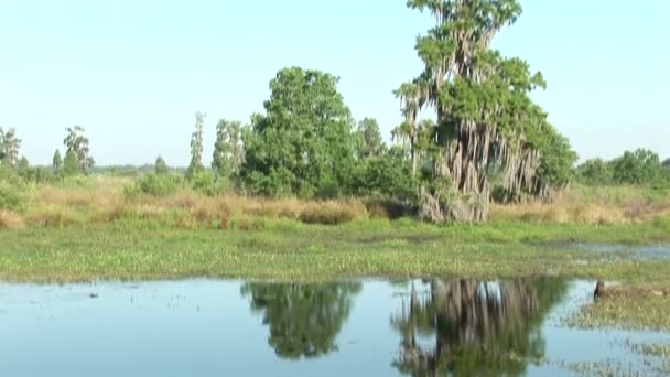 Luta upp från våtmarker till en live oak med spansk mossa. skott i centrala florida. — Stockvideo