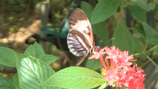 Метелик отримати нектар — стокове відео
