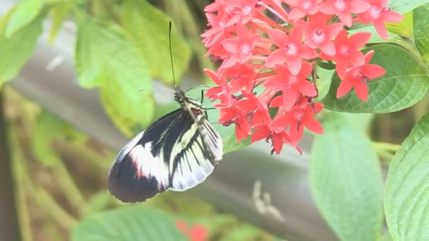 Butterfly getting nectar — Stock Video