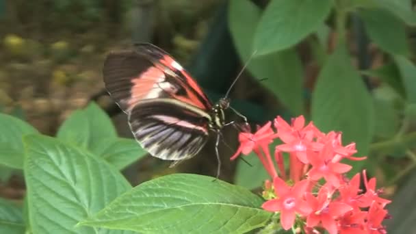 Fjäril få nektar — Stockvideo