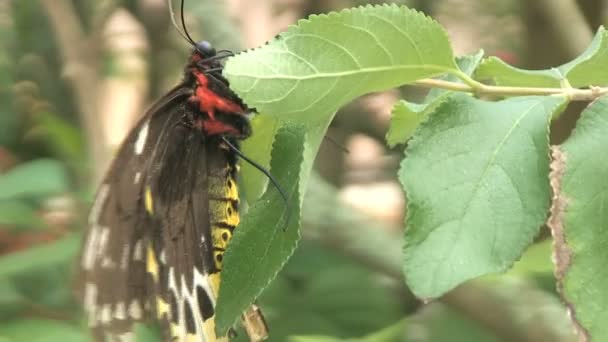 Butterfly getting nectar — Stock Video
