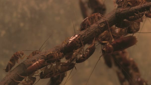 Amerikan Hamam böceği — Stok video