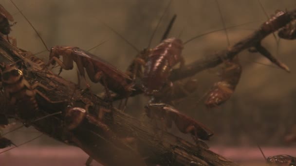 American cockroach — Stock Video