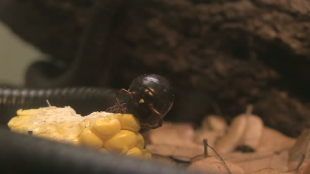 Millipede marche 