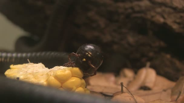 Millipede walking — Stock Video