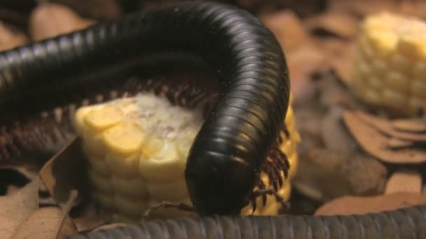 Millipede walking — Stock Video