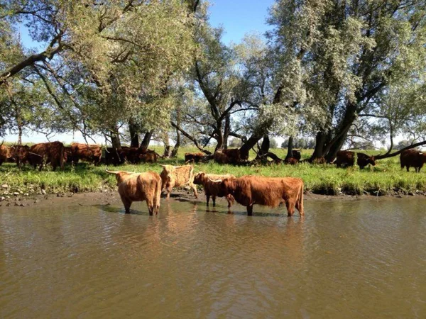 sıcak hava dalgası Hollanda