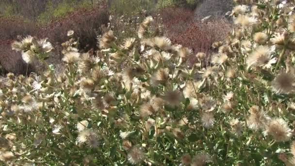 Los padres floresta nacional — Vídeo de Stock