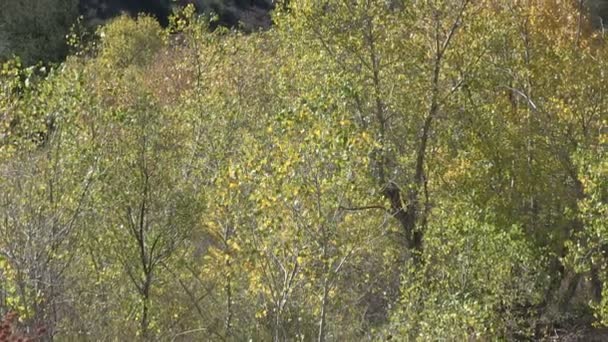 Los padres floresta nacional — Vídeo de Stock