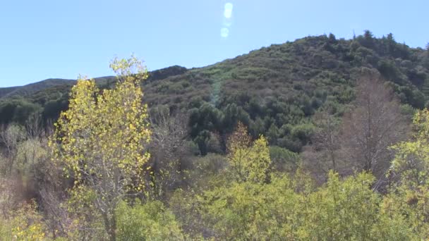 Los Padres National Forest — Stockvideo