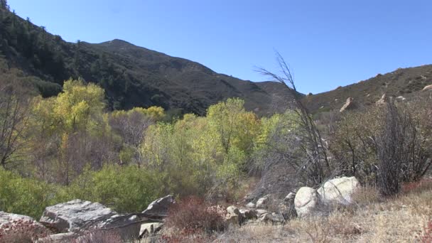 Los Padres National Forest — Stock video
