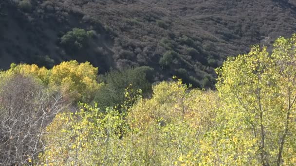 Los Padres National Forest — Stockvideo
