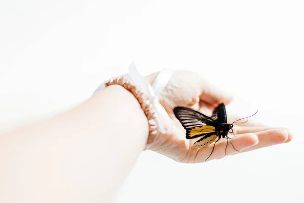 Krásný Motýl Třepetající Ruce — Stock fotografie