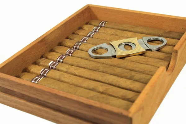 Cigarrer är i en låda — Stockfoto