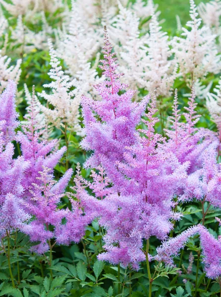 Astilbe