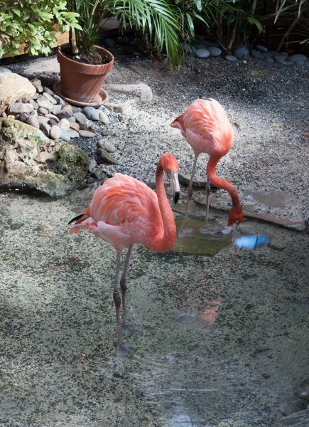 pembe flamingolar