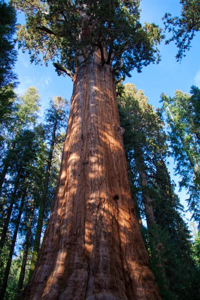 Sequoia General Sherman — Stock Photo, Image