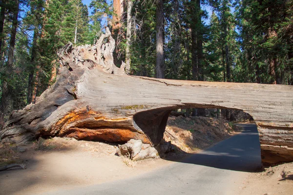 Túnel em Sequoia National Park — Fotografia de Stock