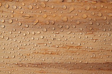 Ağaçtaki çiy damlaları