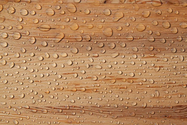 Dauw druppels op de boom Rechtenvrije Stockfoto's