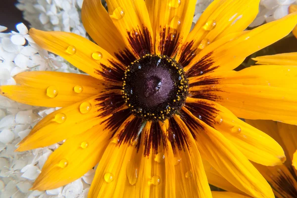 Flor de calêndula amarela — Fotografia de Stock