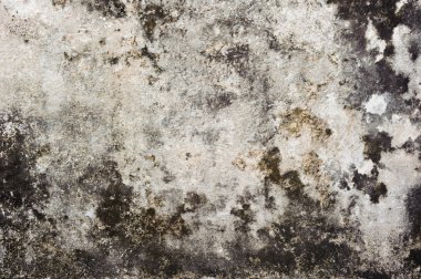 schimmel op de witte muur