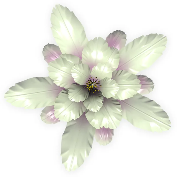 白で隔離される白い echinopsis サボテンの花 — ストック写真