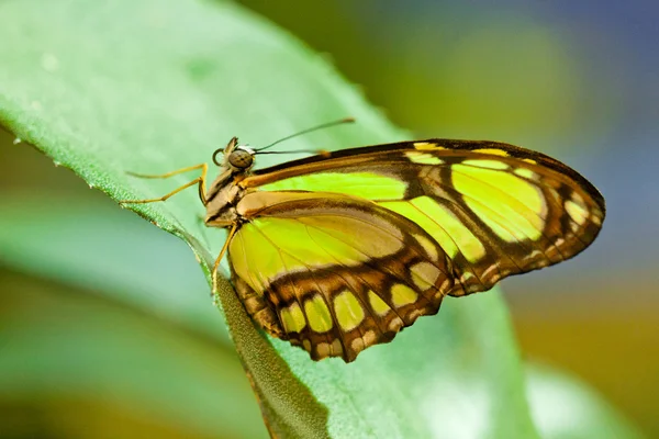 Beautiful philaethria dido butterfly — Stock Photo, Image