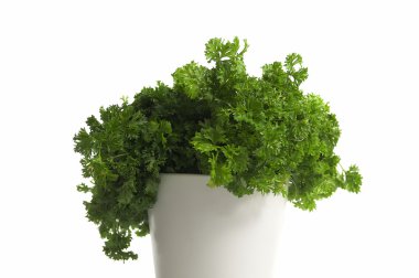 bir tencerede taze maydanoz