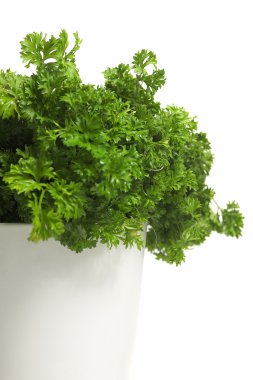 bir tencerede taze maydanoz