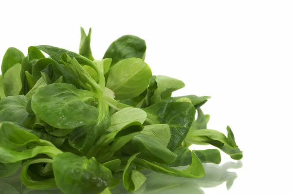 Fresh Lamb's Lettuce — Stock Photo, Image