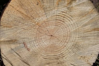 Ağaç gövdesi kesimi üst görünüm arkaplan halkaları bölümler yüzey yaşlanmaları