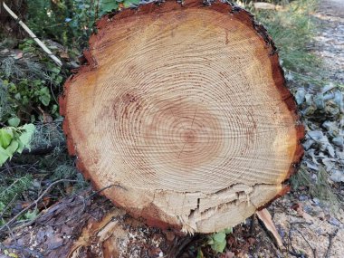 Ağaç gövdesi kesimi üst görünüm arkaplan halkaları bölümler yüzey yaşlanmaları