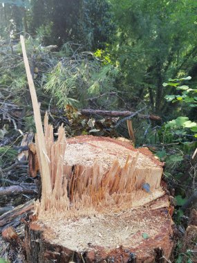 Ağaç gövdesi kesimi üst görünüm arkaplan halkaları bölümler yüzey yaşlanmaları
