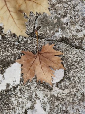Sonbahar, arka plan için sarı çimen çizmeleri bırakır