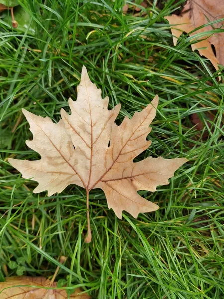 Herbst Blätter Gelb Grasstiefel Für Hintergrund — Stockfoto
