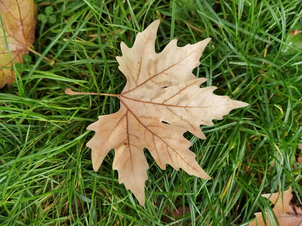 Feuilles Automne Bottes Herbe Jaune Pour Fond — Photo