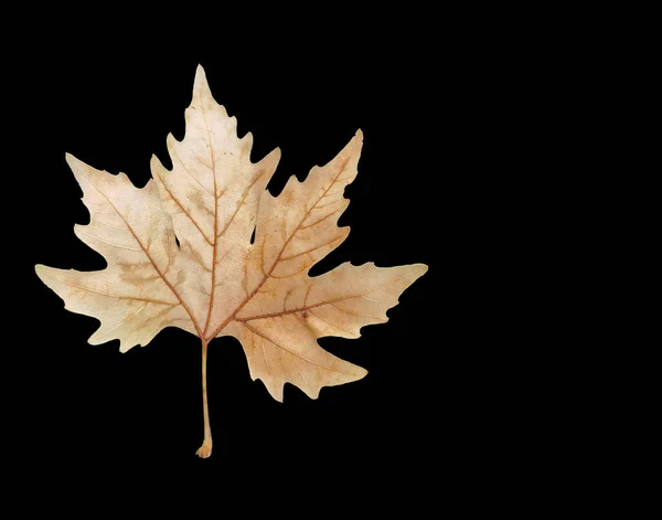 Herbstblatt Ein Brauner Platanusbaum Isoliert Auf Schwarzem Hintergrund — Stockfoto