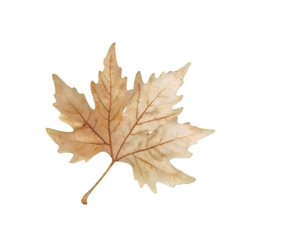 Podzimní List Jeden Hnědý Platan Strom Izolované Černém Pozadí — Stock fotografie