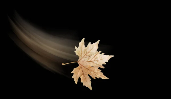 Herbstblatt Ein Brauner Platanusbaum Isoliert Schwarzem Hintergrund Der Vom Wind — Stockfoto