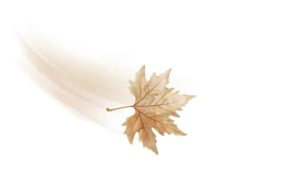Herbstblatt Ein Brauner Platanusbaum Isoliert Schwarzem Hintergrund Der Vom Wind — Stockfoto