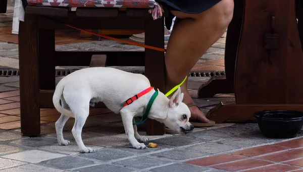 Pies Czeka Ich Szef Przy Stole Jedzenia Ulicy — Zdjęcie stockowe