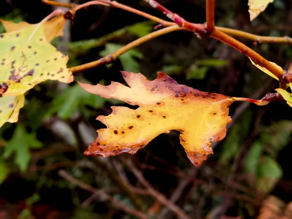 Blad Platanus Träd Regnet Makro Med Vattendroppe Höstsäsongen — Stockfoto