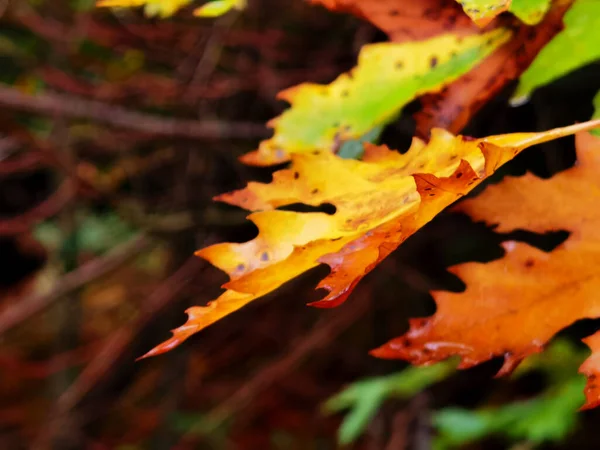 大雨里的扁桃树叶子 秋天有水滴 — 图库照片