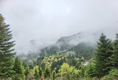 Tzoumerka dağında sonbaharda orman sisli havası, arta mükemmeliyeti, Kypseli köyünün yakınındaki Yunanca