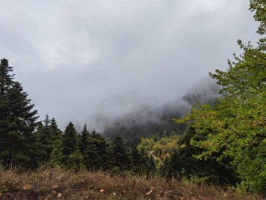 Tzoumerka dağında sonbaharda orman sisli havası, arta mükemmeliyeti, Kypseli köyünün yakınındaki Yunanca